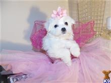 maltese puppy posted by Elegant Babies